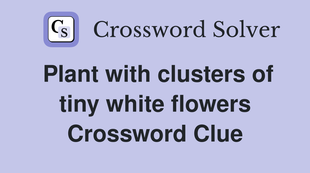 Plant with clusters of tiny white flowers Crossword Clue Answers